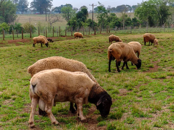 Schafe Auf Der Weide Brasilien — Stockfoto