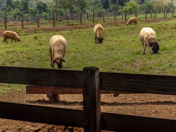 Schapen Grasland Brazilië — Stockfoto