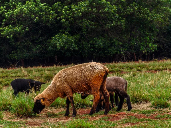 Schapen Grasland Brazilië — Stockfoto