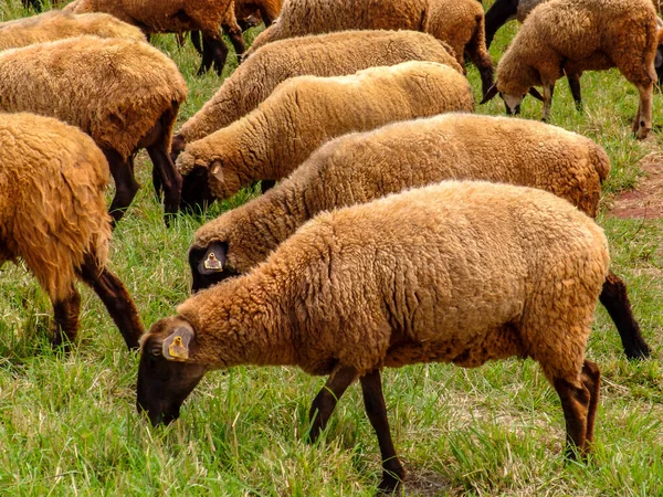 Ovinos Pastagem Brasil — Fotografia de Stock