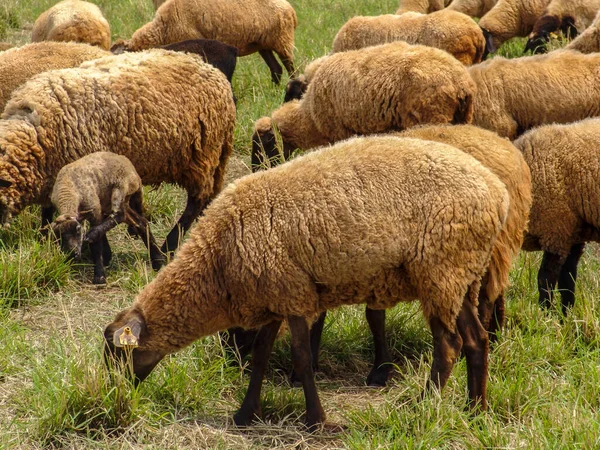 Schapen Grasland Brazilië — Stockfoto