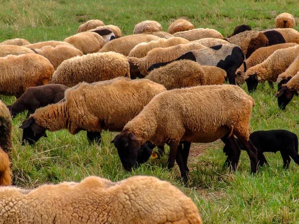 Schapen Grasland Brazilië — Stockfoto