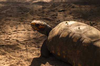 Kırmızı ayaklı kaplumbağa (Chelonoidis carbonarius) Brezilya 'daki doğal ortamında. Kabuğa ve kafaya odaklan. Doğa ve koruma.