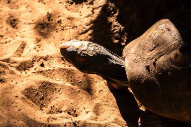 Kırmızı ayaklı kaplumbağa (Chelonoidis carbonarius) Brezilya 'daki doğal ortamında. Kabuğa ve kafaya odaklan. Doğa ve koruma.