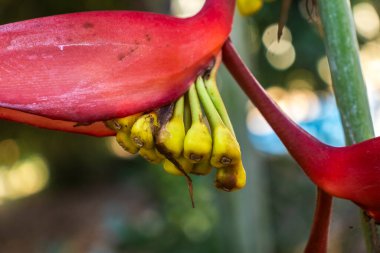 Heliconia psittacorum 'un yakın çekimi, Brezilya' daki canlı kırmızı ve sarı braketlerini ve karmaşık çiçek yapısını gözler önüne seriyor. Tropikal bir güzellik.