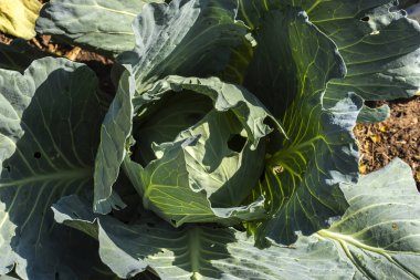 Brezilya 'da bir tarlada yetişen taze yeşil lahanalar. Tarım, sağlıklı beslenme ve gıda üretimi..