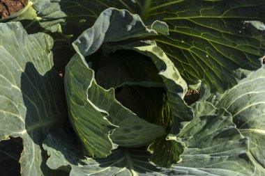 Brezilya 'da bir tarlada yetişen taze yeşil lahanalar. Tarım, sağlıklı beslenme ve gıda üretimi..