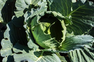 Brezilya 'da bir tarlada yetişen taze yeşil lahanalar. Tarım, sağlıklı beslenme ve gıda üretimi..