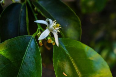 Portakal çiçeği, yakın plan. Çiçeğin narin güzelliğini ve küçük yeşil meyvelere geçişini yakalar. Botanik, tarım ve çevre eğitimi için ideal.