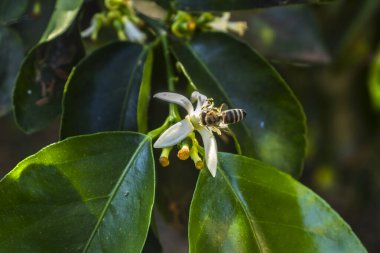 Arı Brezilya 'da beyaz bir narenciye çiçeğinden nektar topluyor. Tozlaşmayı ve doğanın güzelliğini yakından vurgula.