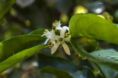 Portakal çiçeği, yakın plan. Çiçeğin narin güzelliğini ve küçük yeşil meyvelere geçişini yakalar. Botanik, tarım ve çevre eğitimi için ideal.