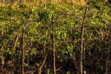 Dikey budamadan sonra kahve fabrikaları, fabrikanın üretimine devam etmesi için Brezilya 'da bir çiftlikte gerekli bir teknik..