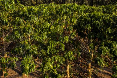 Dikey budamadan sonra kahve fabrikaları, fabrikanın üretimine devam etmesi için Brezilya 'da bir çiftlikte gerekli bir teknik..