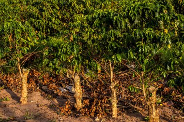 Dikey budamadan sonra kahve fabrikaları, fabrikanın üretimine devam etmesi için Brezilya 'da bir çiftlikte gerekli bir teknik..