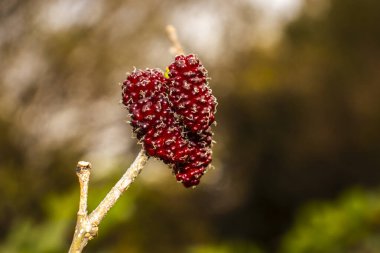 Daldaki olgun ve olgunlaşmamış dutlara yakın çekim. Meyve kümesinin detaylı dokusu canlı yeşil yapraklarla çevrili. Bu tatlı, yenilebilir böğürtlenin doğal gelişimini gösteriyor..