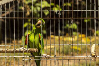Brezilya faunasına özgü bir papağan (Pionus türü, psittacine) Brezilya 'da bir çiftlikteki bir kafeste görülür. Görüntü, yaban hayatı kaçakçılığı tartışmasını gündeme getirdi