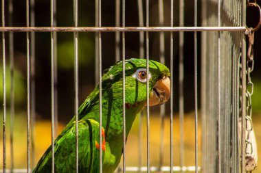 Brezilya faunasına özgü bir papağan (Pionus türü, psittacine) Brezilya 'da bir çiftlikteki bir kafeste görülür. Görüntü, yaban hayatı kaçakçılığı tartışmasını gündeme getirdi