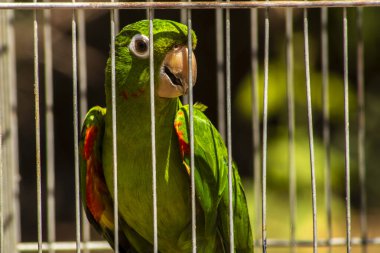 Brezilya faunasına özgü bir papağan (Pionus türü, psittacine) Brezilya 'da bir çiftlikteki bir kafeste görülür. Görüntü, yaban hayatı kaçakçılığı tartışmasını gündeme getirdi