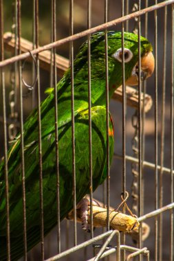 Brezilya faunasına özgü bir papağan (Pionus türü, psittacine) Brezilya 'da bir çiftlikteki bir kafeste görülür. Görüntü, yaban hayatı kaçakçılığı tartışmasını gündeme getirdi