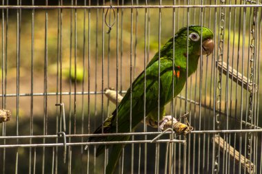 Brezilya faunasına özgü bir papağan (Pionus türü, psittacine) Brezilya 'da bir çiftlikteki bir kafeste görülür. Görüntü, yaban hayatı kaçakçılığı tartışmasını gündeme getirdi