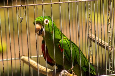Brezilya faunasına özgü bir papağan (Pionus türü, psittacine) Brezilya 'da bir çiftlikteki bir kafeste görülür. Görüntü, yaban hayatı kaçakçılığı tartışmasını gündeme getirdi