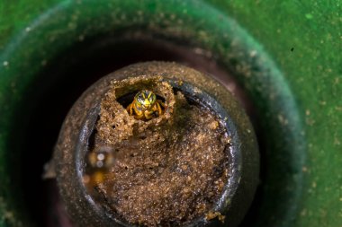 Brezilya Jatai iğnesiz arıları için ev yapımı bir yem tuzağı. Geri dönüştürülmüş PET şişesinden yapılan bu sürdürülebilir DIY cihazı meliponiculture 'da arıcılık için yabani arı sürülerini yakalamak için kullanılır..