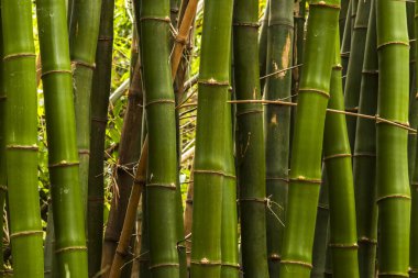 Brezilya 'da güçlü segmentli sapları olan yemyeşil bambu ormanları. Sürdürülebilirliğin, gücün ve doğal güzelliğin sembolü..
