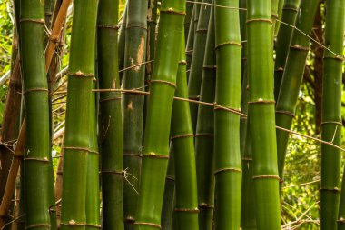 Brezilya 'da güçlü segmentli sapları olan yemyeşil bambu ormanları. Sürdürülebilirliğin, gücün ve doğal güzelliğin sembolü..