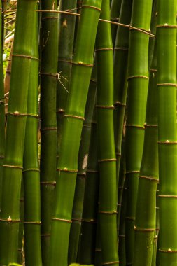 Brezilya 'da güçlü segmentli sapları olan yemyeşil bambu ormanları. Sürdürülebilirliğin, gücün ve doğal güzelliğin sembolü..