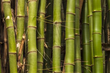 Brezilya 'da güçlü segmentli sapları olan yemyeşil bambu ormanları. Sürdürülebilirliğin, gücün ve doğal güzelliğin sembolü..