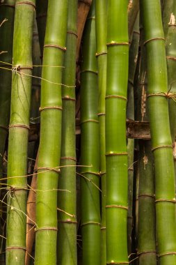 Brezilya 'da güçlü segmentli sapları olan yemyeşil bambu ormanları. Sürdürülebilirliğin, gücün ve doğal güzelliğin sembolü..