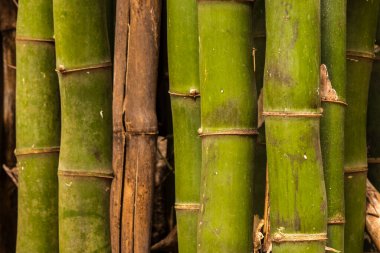Brezilya 'da güçlü segmentli sapları olan yemyeşil bambu ormanları. Sürdürülebilirliğin, gücün ve doğal güzelliğin sembolü..