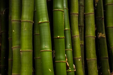 Brezilya 'da güçlü segmentli sapları olan yemyeşil bambu ormanları. Sürdürülebilirliğin, gücün ve doğal güzelliğin sembolü..