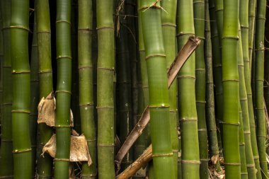 Brezilya 'da güçlü segmentli sapları olan yemyeşil bambu ormanları. Sürdürülebilirliğin, gücün ve doğal güzelliğin sembolü..
