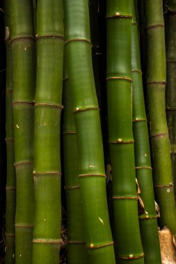 Brezilya 'da güçlü segmentli sapları olan yemyeşil bambu ormanları. Sürdürülebilirliğin, gücün ve doğal güzelliğin sembolü..