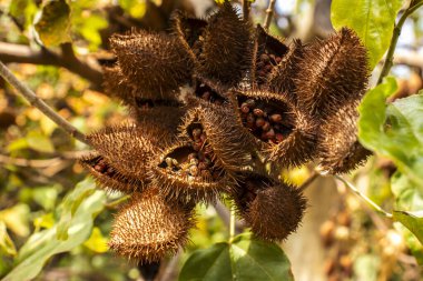 Achiote (Bixa orellana) Brezilya 'da yerli halk tarafından 