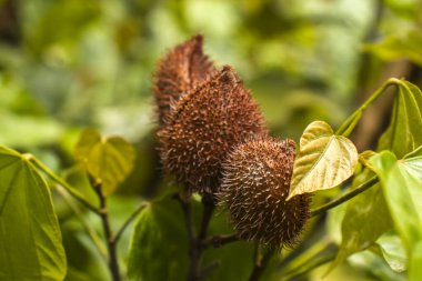 Achiote (Bixa orellana) Brezilya 'da yerli halk tarafından 