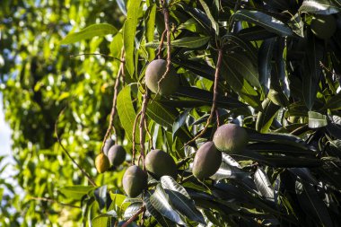 Mango ağacının yapraklı dalından sarkan olgunlaşmamış yeşil mangoların yakın çekimi. Canlı yapraklar güneş ışığıyla yıkanır, meyvenin detaylarını vurgular ve doğal, tropikal bir ortamda bırakır.