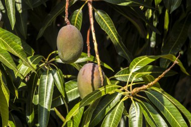 Mango ağacının yapraklı dalından sarkan olgunlaşmamış yeşil mangoların yakın çekimi. Canlı yapraklar güneş ışığıyla yıkanır, meyvenin detaylarını vurgular ve doğal, tropikal bir ortamda bırakır.