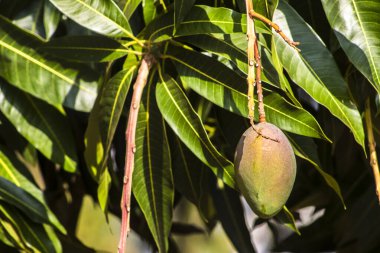 Mango ağacının yapraklı dalından sarkan olgunlaşmamış yeşil mangoların yakın çekimi. Canlı yapraklar güneş ışığıyla yıkanır, meyvenin detaylarını vurgular ve doğal, tropikal bir ortamda bırakır.