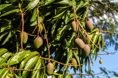 Mango ağacının yapraklı dalından sarkan olgunlaşmamış yeşil mangoların yakın çekimi. Canlı yapraklar güneş ışığıyla yıkanır, meyvenin detaylarını vurgular ve doğal, tropikal bir ortamda bırakır.