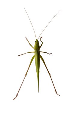 Canlı yeşil bir Katydid 'in (ya da Tettigonidae familyasının) beyaz arka planda izole edilmiş çalı cırcırböceğinin yukarıdan aşağı görüntüsü. Ayrıntılı makro çekim doğa, bilim ve eğitim kavramları için idealdir.