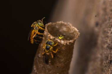 Brezilya iğnesiz arıları Jatai (Tetragonisca angustula) kovanlarının balmumu tüp girişinde çalışır. Bu yerli tür Güney Amerika ekosistemleri için hayati bir tozlaştırıcıdır..