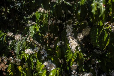 Brezilya 'nın Sao Paulo eyaletinde seçici odaklı beyaz renkli çiçeklerle birlikte kahve ağacı çiçek açar.