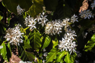 Brezilya 'nın Sao Paulo eyaletinde seçici odaklı beyaz renkli çiçeklerle birlikte kahve ağacı çiçek açar.