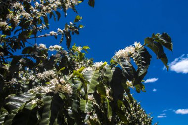 Brezilya 'nın Sao Paulo eyaletinde seçici odaklı beyaz renkli çiçeklerle birlikte kahve ağacı çiçek açar.
