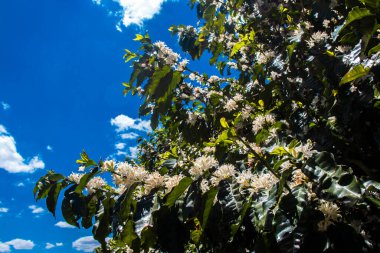Brezilya 'nın Sao Paulo eyaletinde seçici odaklı beyaz renkli çiçeklerle birlikte kahve ağacı çiçek açar.