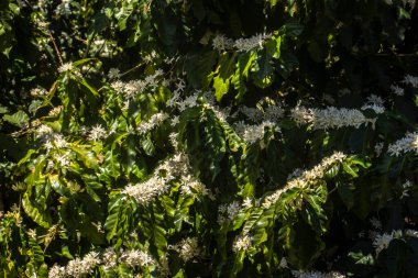 Brezilya 'nın Sao Paulo eyaletinde seçici odaklı beyaz renkli çiçeklerle birlikte kahve ağacı çiçek açar.