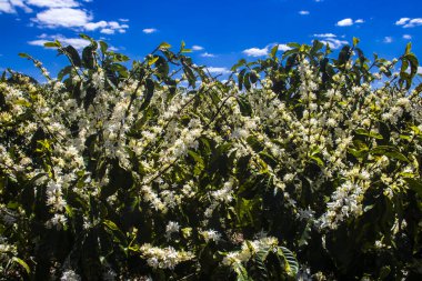 Brezilya 'nın Sao Paulo eyaletinde seçici odaklı beyaz renkli çiçeklerle birlikte kahve ağacı çiçek açar.