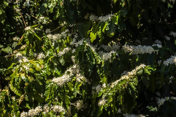 Brezilya 'nın Sao Paulo eyaletinde seçici odaklı beyaz renkli çiçeklerle birlikte kahve ağacı çiçek açar.